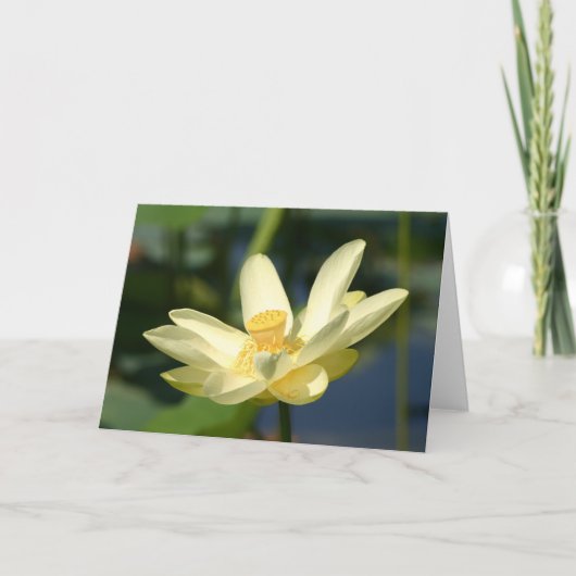Water Lilly Lotus Karte (Vorderseite)