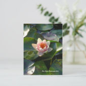 Water Lilly Postcard Postkarte (Stehend Vorderseite)