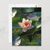 Water Lilly Postcard Postkarte (Vorne/Hinten)