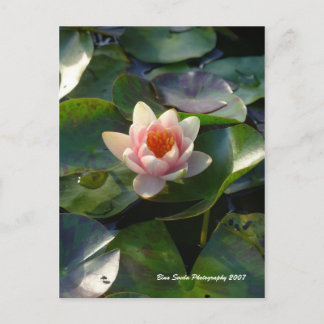 Water Lilly Postcard Postkarte