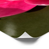 Water Lilly Poster (Ecke)