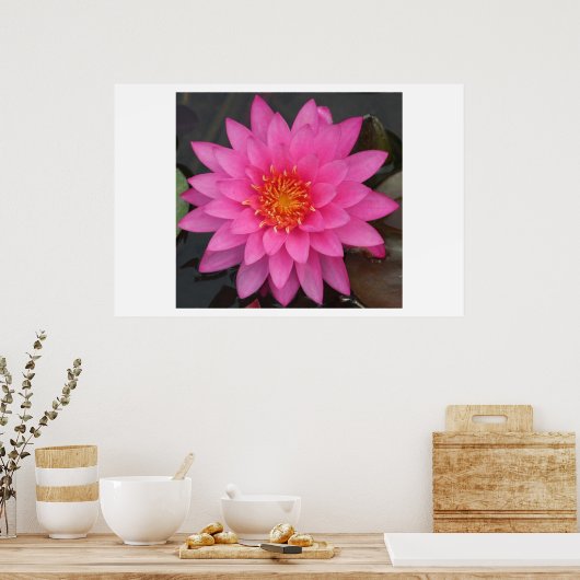 Water Lilly Poster (Küche)