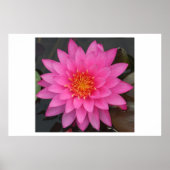 Water Lilly Poster (Vorne)