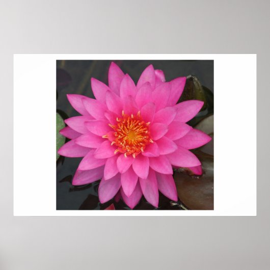 Water Lilly Poster (Vorne)