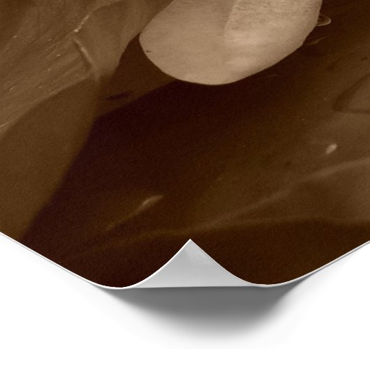 Water Lilly Poster (Ecke)