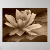 Water Lilly Poster (Vorne)