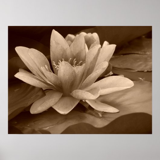 Water Lilly Poster (Vorne)