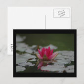 Water Lilly Postkarte (Vorne/Hinten)