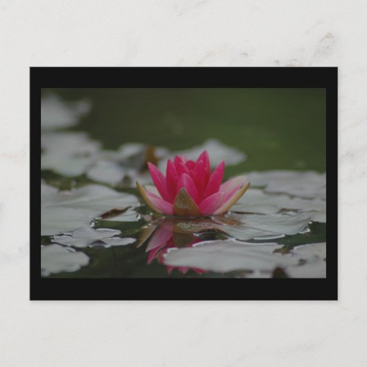 Water Lilly Postkarte (Vorderseite)