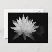 Water Lilly Postkarte (Vorne/Hinten)