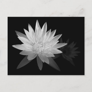 Water Lilly Postkarte
