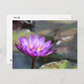 Water Lilly Postkarte (Vorne/Hinten)