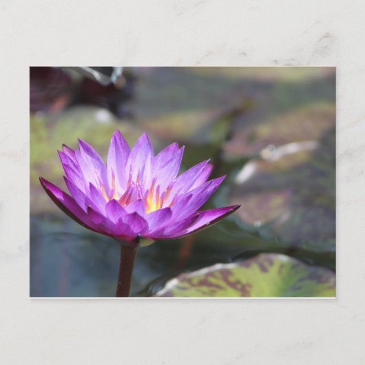 Water Lilly Postkarte (Vorderseite)