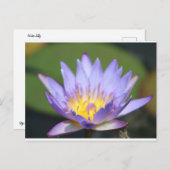 Water Lilly Postkarte (Vorne/Hinten)