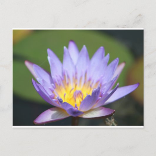 Water Lilly Postkarte (Vorderseite)