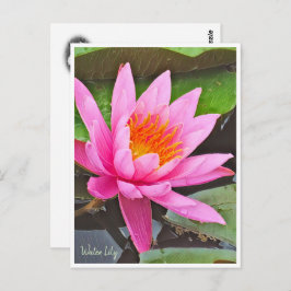 Water Lily ポストカード Postkarte