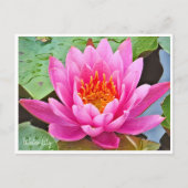 Water Lily ポストカード Postkarte (Vorderseite)