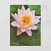 Water Lily ポストカード Postkarte (Vorderseite)