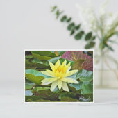 Water Lily ポストカード Postkarte (Stehend Vorderseite)