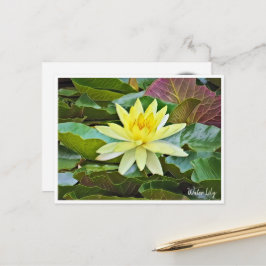 Water Lily ポストカード Postkarte