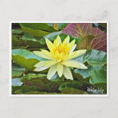 Water Lily ポストカード Postkarte (Vorderseite)