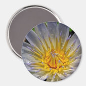 Water Lily Blue und Gold Magnet (Vorderseite/Rückseite)
