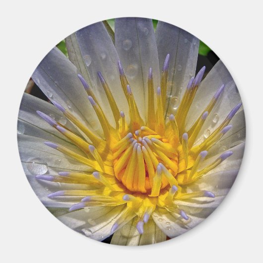 Water Lily Blue und Gold Magnet (Vorne)