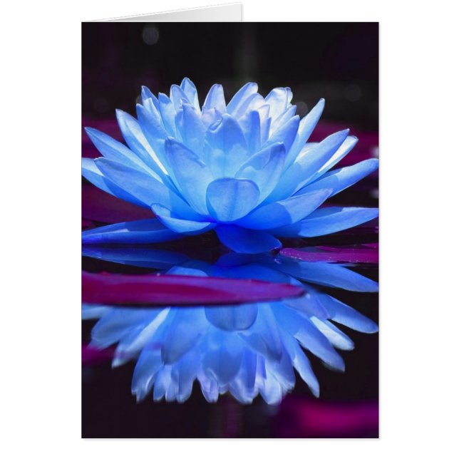 Water Lily Dream (Vorne)