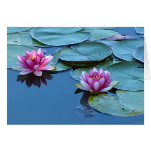 Water Lily Duet
