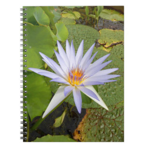 Water Lily Foto Notebook Notizblock