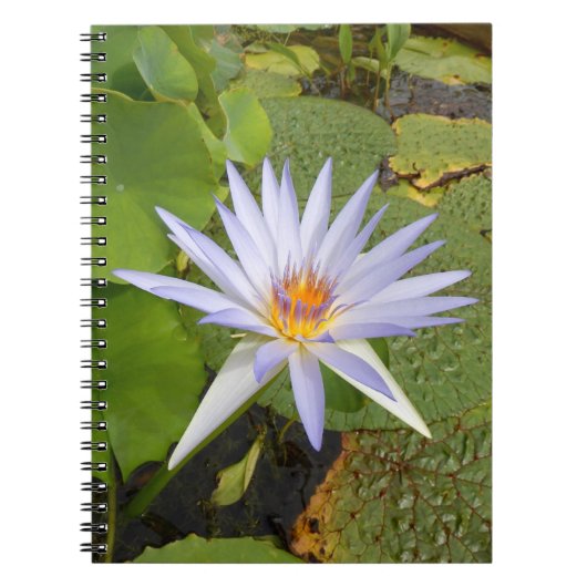 Water Lily Foto Notebook Notizblock (Vorderseite)