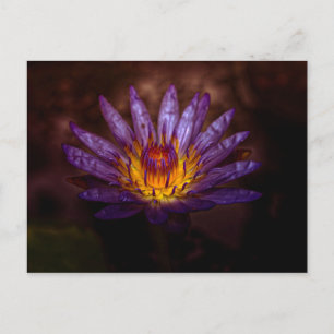 Water Lily Fotografie Postcard von Freyja Serene Postkarte