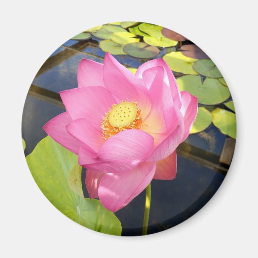 Water Lily Magnet (Vorne)