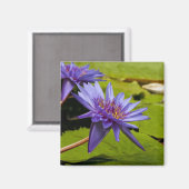 Water Lily Magnet (Vorderseite/Rückseite)