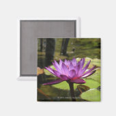 Water Lily Magnet (Vorderseite/Rückseite)