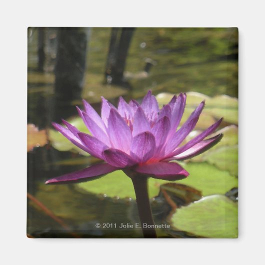 Water Lily Magnet (Vorne)