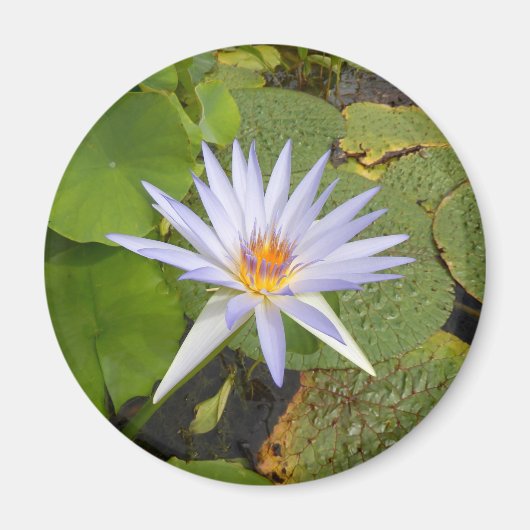 Water Lily Magnet (Vorne)