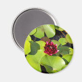 Water Lily Magnet (Vorderseite/Rückseite)