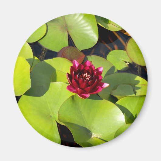 Water Lily Magnet (Vorne)
