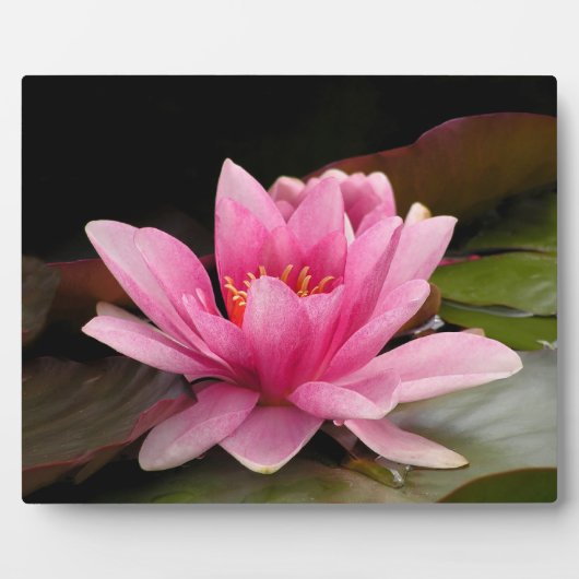 Water Lily Plaque Fotoplatte (Vorderseite)