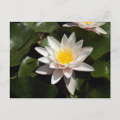 Water Lily Postcard Postkarte (Vorderseite)