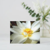 Water Lily Postcard Postkarte (Stehend Vorderseite)