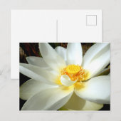 Water Lily Postcard Postkarte (Vorne/Hinten)