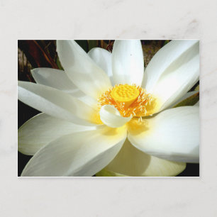 Water Lily Postcard Postkarte