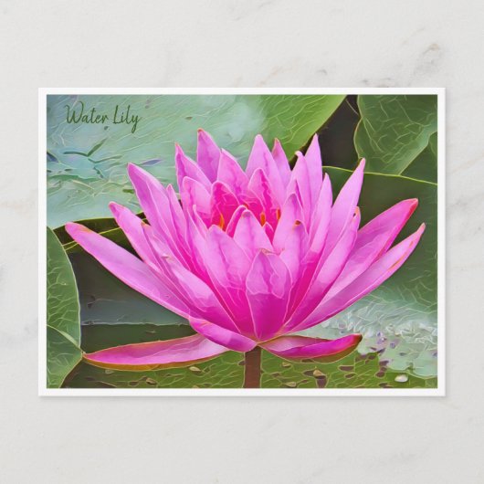 Water Lily Postkarte (Vorderseite)