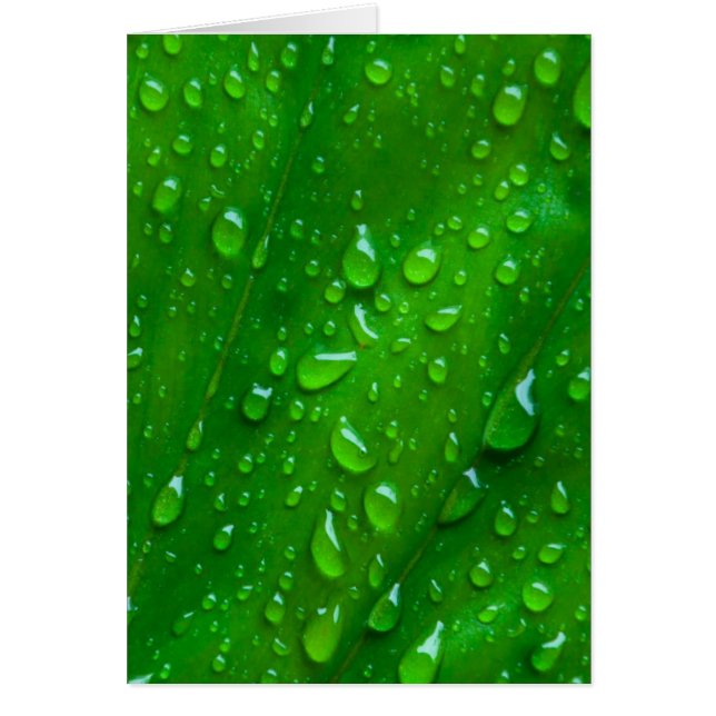 Water on a Leaf (Vorne)