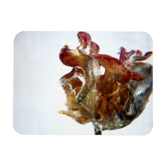Water Tulip 4 2013 Foto Magnet (Horizontal)