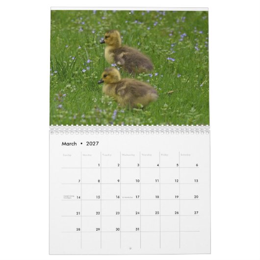 Waterbirds 4 kalender (Mär 2027)