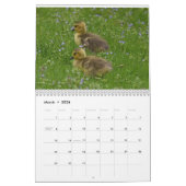 Waterbirds 4 kalender (Mär 2026)