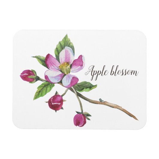 Watercolor Apple Blossom Magnet (Horizontal)